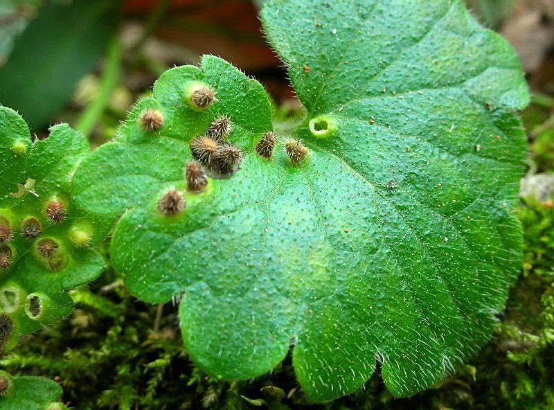 Galle del Cecidomyiidae Rondaniola bursaria?